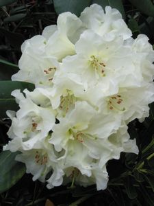 Rhodo Whipped Cream